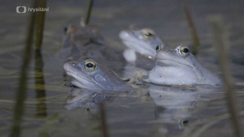 Minuty z přírody - Skokan ostronosý