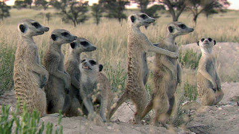 Obdivuhodný svět přírody - Surikaty, lovci štírů