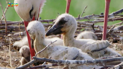 Frnk z hnízda - Epizoda 11/13