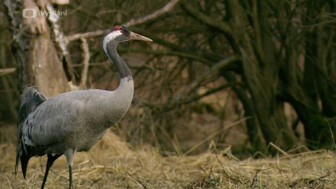 Minuty z přírody - Jeřáb popelavý