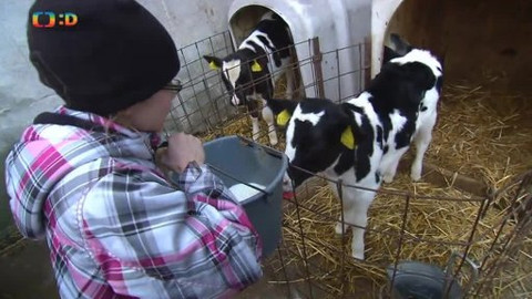 Náš zvěřinec - A ta kráva mléko dává