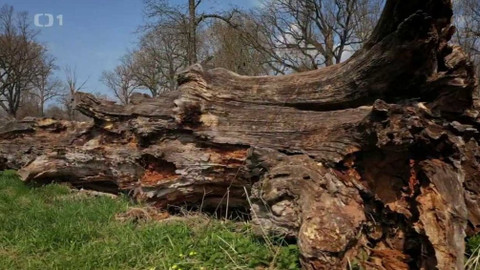 Kapka vody - Údržba stromů