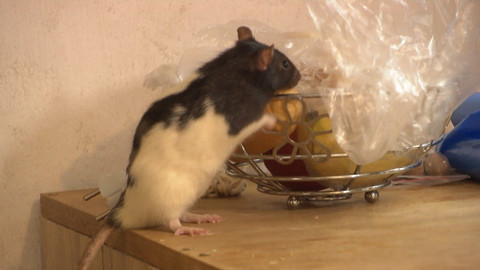 Chcete mě? - 8. listopadu 2020