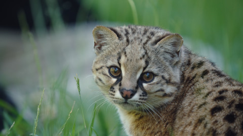 Patagonie - život na konci světa - 2/6 Lesy