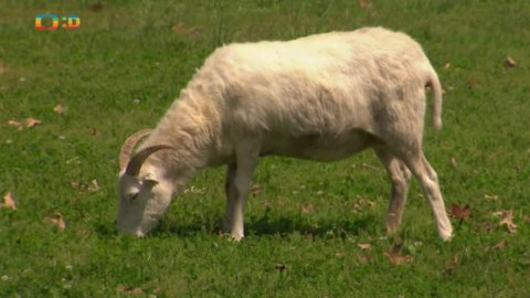 Atlas zvířat - Mňam, mňam!
