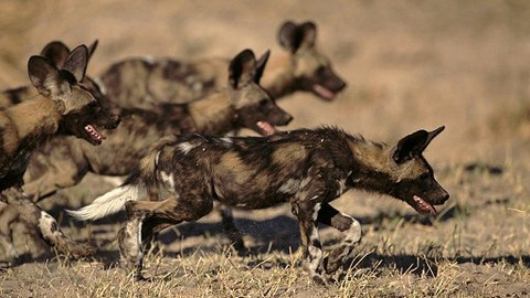 Hitparáda zvířecích zabijáků - 3/5 Deset nejlepších loveckých strategií