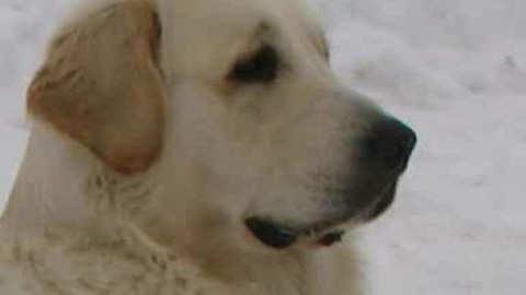 Chcete mě? - Chcete je?