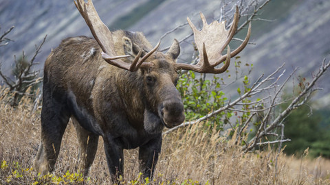 Poslední ráje na Zemi - Aljaška