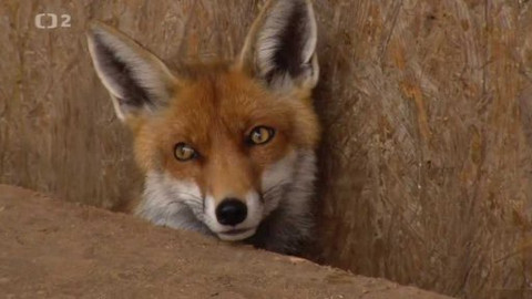 Nedej se! - Norování liščat