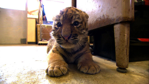 Příběhy zvířecích miminek - Epizoda 7/28