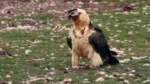 Evropa dnes - Orlosupi bradatí nad Alpami