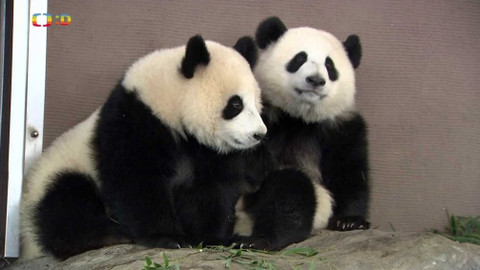 Příběhy zvířecích miminek - Epizoda 3/6