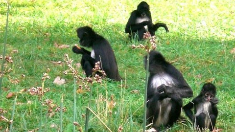 Mezi námi zvířaty - 27. září 2008