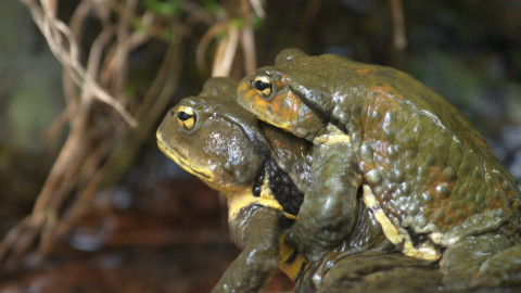 Darwinův úžasný svět zvířat - 6/13 Držte se pevně!