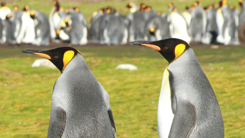 GEO 360° - Falklandy – ráj tučňáků