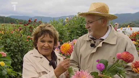 Dobrá rada nad zlato - 31. října 2009