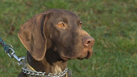 Chcete mě? - Chcete je?