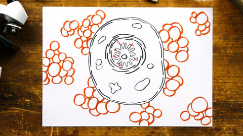 What the Fact? - Jak vzniká rakovina?