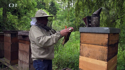 Nedej se! - Včelí hladovění