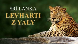 Srí Lanka - levharti z Yaly
