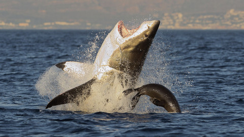 Těžký život predátorů - 3/3 Souboje v mořských hlubinách