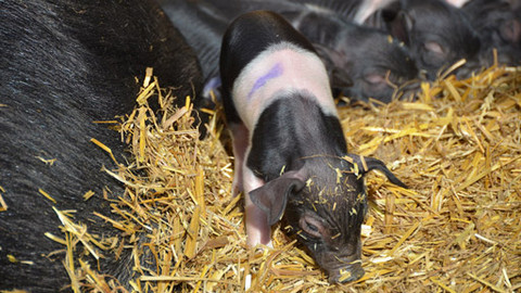 Malá farma - Opět s přeštíky