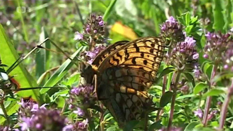 Živé srdce Evropy - Perleťovec maceškový