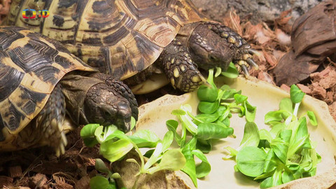 Terčin zvířecí svět - 4. dubna