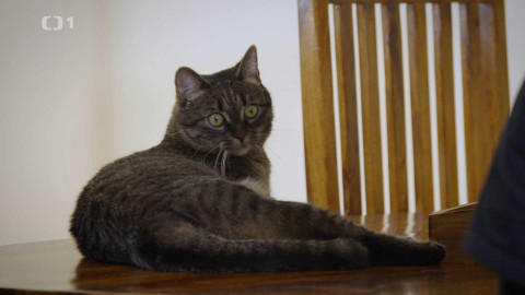 Kočka není pes - Anarchistická Falka a znepřátelená Shanti s Jarmilkou