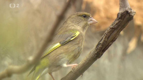 Nedej se! - Jak (ne)zabít ptáčka