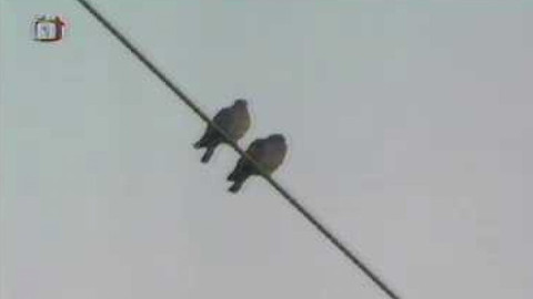 Živé srdce Evropy - Holub doupňák