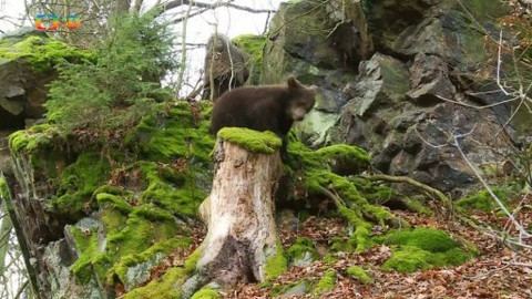 Méďové na cestách - 26/43 Točník