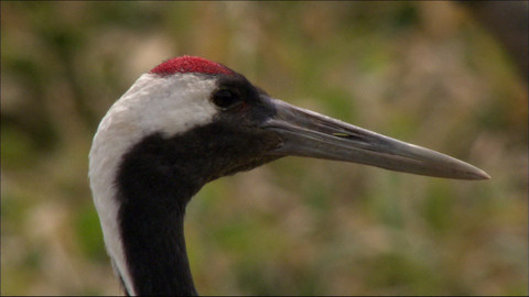 Safari z Knihy džunglí - Epizoda 10/26