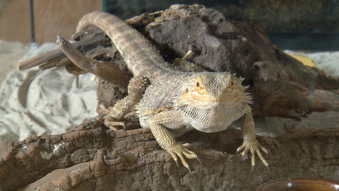 Chcete mě? - 17. ledna 2016