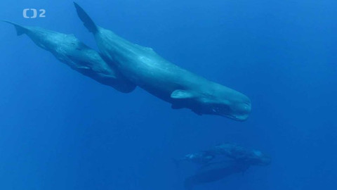 Dobrodružství vědy a techniky - Vorvani – hlubinní potápěči živočišného království