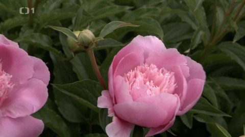 Polopatě - 15. června