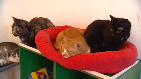 Ta naše povaha česká - Když trpí zvíře