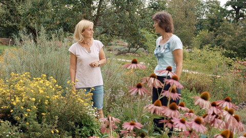 Kouzelné bylinky - Bojovníci s cukrovkou