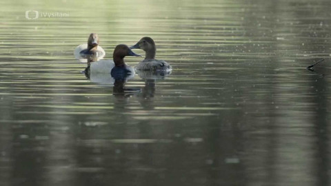 Do divočiny! - 20. Zůstat sedět