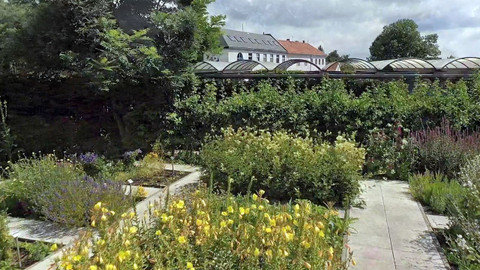 Nedej se! - Naděje v bylinách