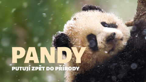 Pandy putují zpět do přírody