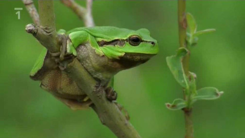 Živé srdce Evropy - Rosnička zelená