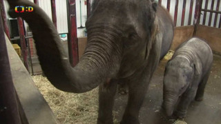 Příběhy zvířecích miminek II