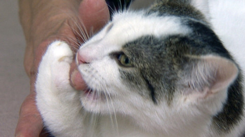 Chcete mě? - Chcete je?