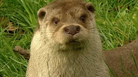 Na větvi - Za vydrou, bobrem a kormoránem