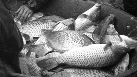 Hledání ztraceného času - Roky rybníku Rožmberk