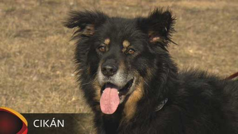 Chcete mě? - Chcete je?