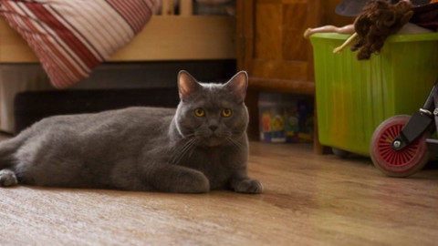 Kočka není pes - Přátelská Buffy a problémoví Sofie a Kocour