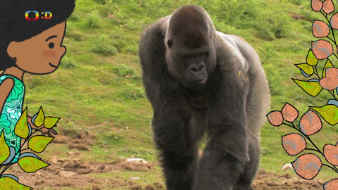 Velká kniha o zvířátkách - Epizoda 41/52