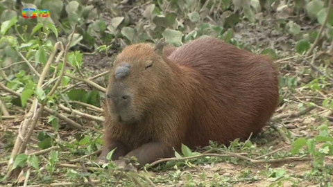 Hvězdy zvířecí říše - 31/32 Největší hlodavec